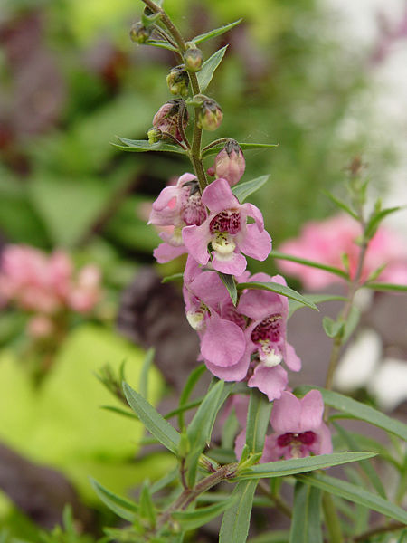 Angelonia