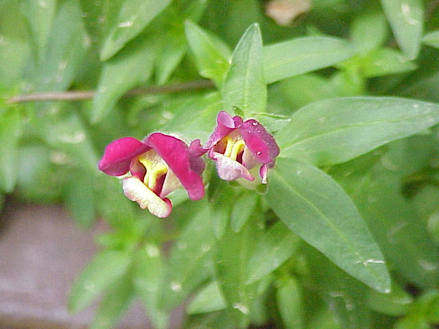 Antirrhinum