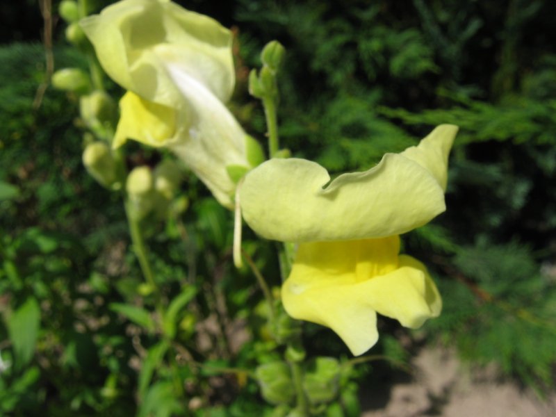 Antirrhinum