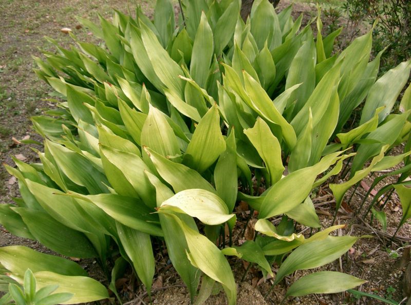 Aspidistra