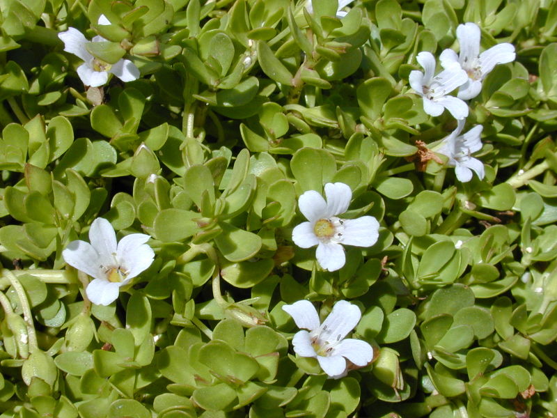 Bacopa