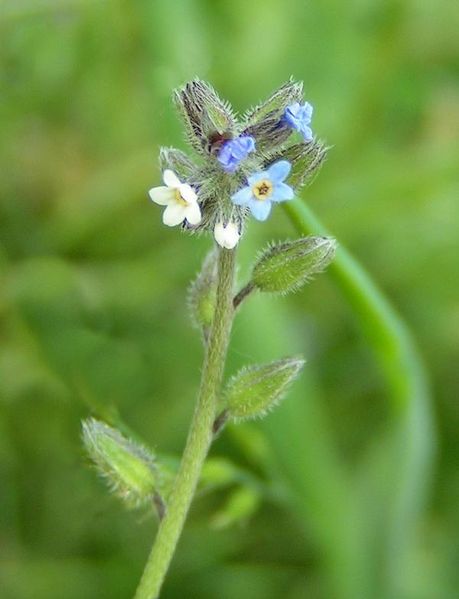 Boraginaceae