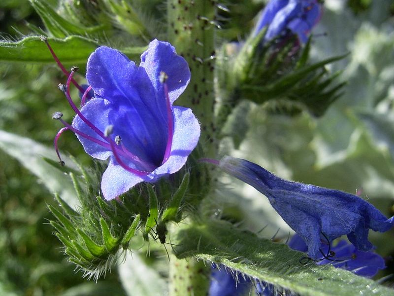 Boraginaceae