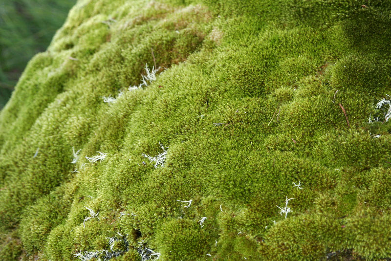 Bryopsida