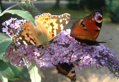 Buddleja