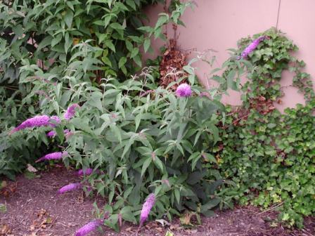 Buddleja