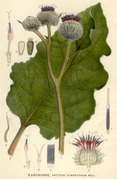 Burdock