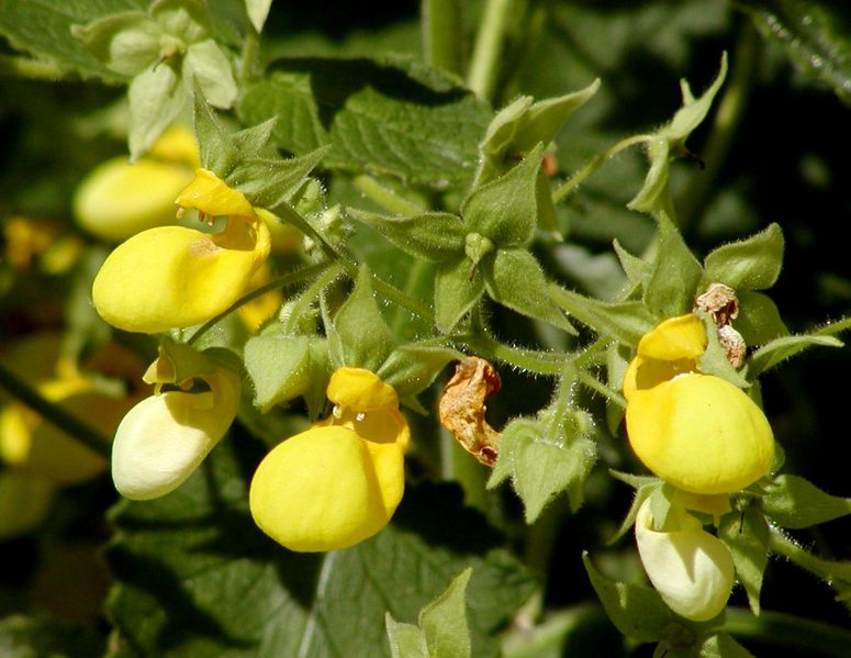 Calceolaria