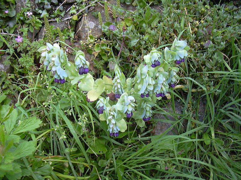 Cerinthe