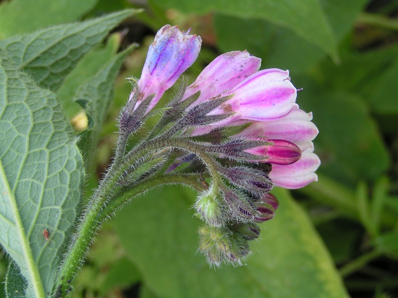 Comfrey