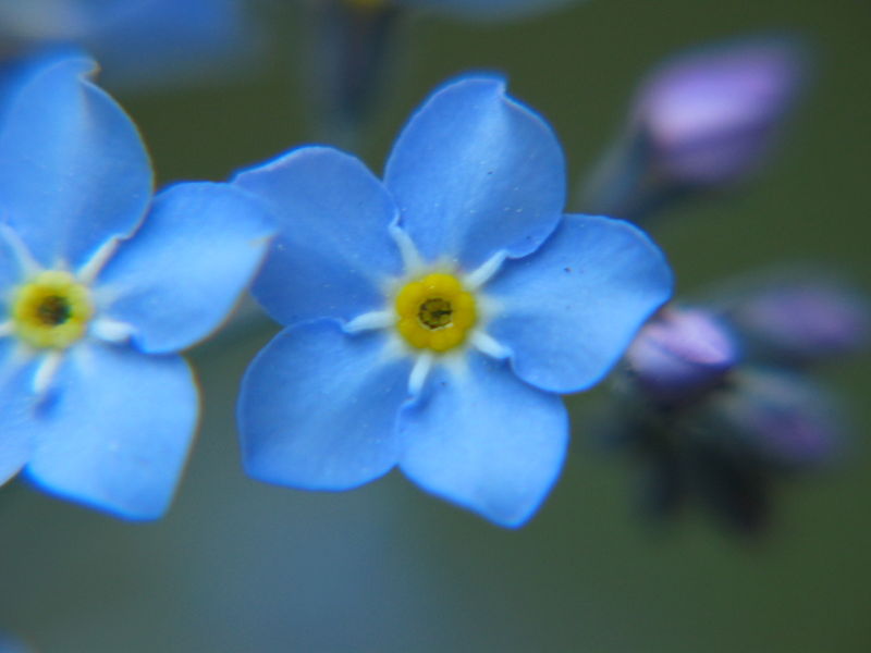 Forget-me-not