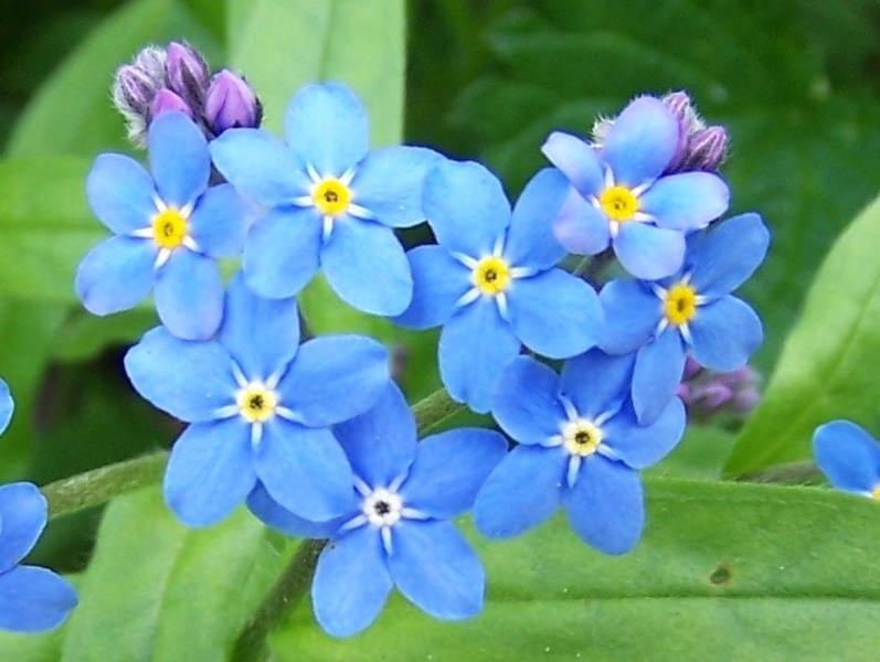 Forget-me-not - Photo Gallery