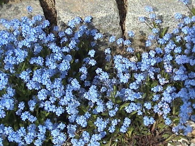 Forget-me-not