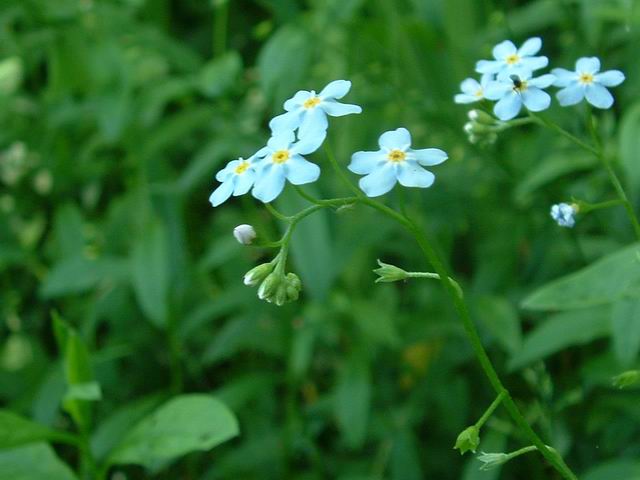 Forget-me-not