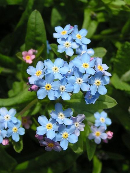 Forget-me-not