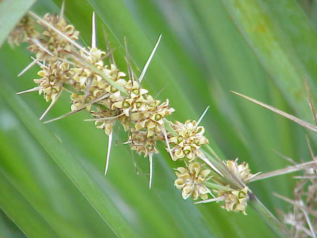 Laxmanniaceae