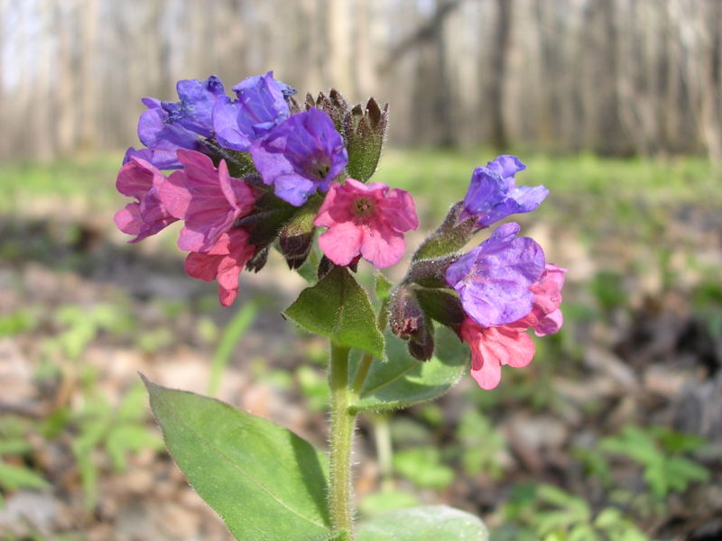 Lungwort