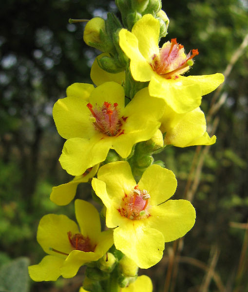 Mullein