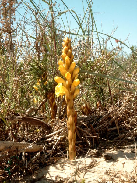 Orobanchaceae