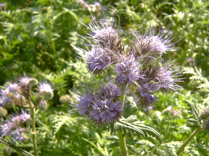 Phacelia