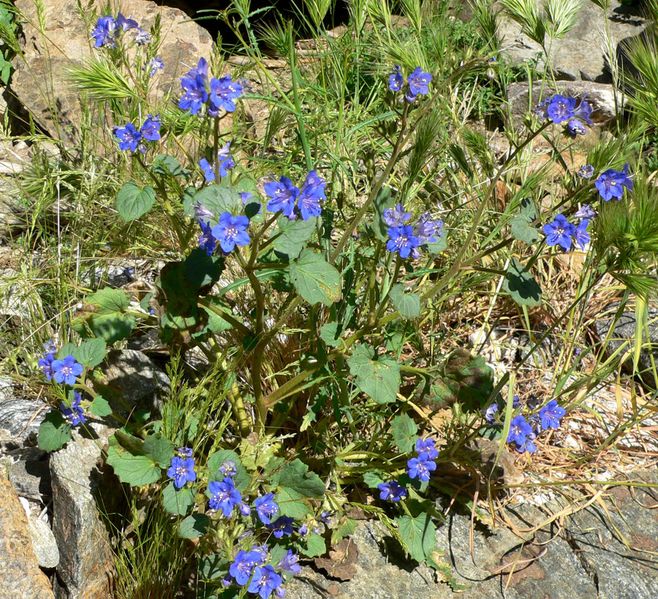 Phacelia