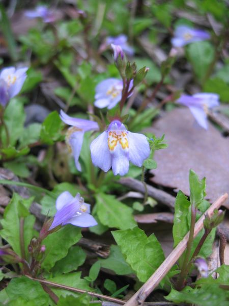 Scrophulariaceae